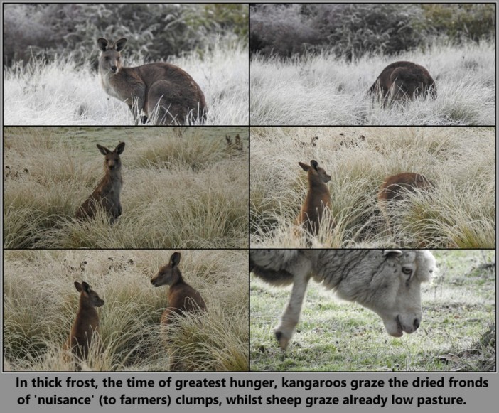 photo-19-observations-kangas-in-frost